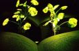 video osvetlenie nanobionickymi rastlinami nemusi byt az taka daleka buducnost